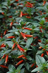 Vermillionaire Large Firecracker Plant (Cuphea 'Vermillionaire') at Make It Green Garden Centre