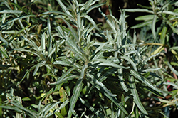 Russian Orange Sea Buckthorn (Hippophae rhamnoides 'Otradnaya') at Make It Green Garden Centre