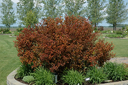 Coppertina Ninebark (Physocarpus opulifolius 'Mindia') at Lurvey Garden Center