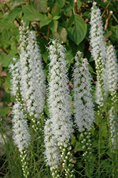 Floristan White Blazing Star (Liatris spicata 'Floristan White') at Lurvey Garden Center
