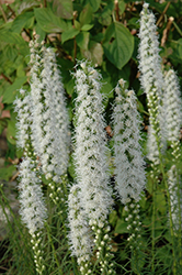 Floristan White Blazing Star (Liatris spicata 'Floristan White') at Make It Green Garden Centre