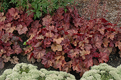 Lava Lamp Coral Bells (Heuchera 'Lava Lamp') at Make It Green Garden Centre