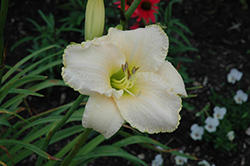 Early Snow Daylily (Hemerocallis 'Early Snow') at Make It Green Garden Centre