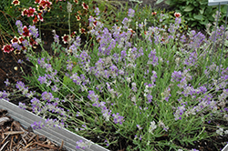Ellagance Sky Lavender (Lavandula angustifolia 'Ellagance Sky') at Make It Green Garden Centre