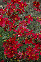 Red Satin Tickseed (Coreopsis 'Red Satin') at Make It Green Garden Centre