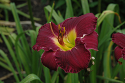 Bela Lugosi Daylily (Hemerocallis 'Bela Lugosi') at Make It Green Garden Centre