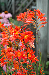 Prince Of Orange Crocosmia (Crocosmia 'Prince Of Orange') at Make It Green Garden Centre