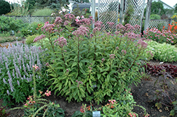 Baby Joe Dwarf Joe Pye Weed (Eupatorium dubium 'Baby Joe') at Make It Green Garden Centre