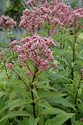 Baby Joe Dwarf Joe Pye Weed (Eupatorium dubium 'Baby Joe') at Make It Green Garden Centre