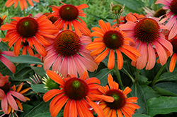 Julia Coneflower (Echinacea 'Julia') at Make It Green Garden Centre