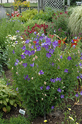 Fuji Blue Balloon Flower (Platycodon grandiflorus 'Fuji Blue') at Make It Green Garden Centre