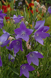 Fuji Blue Balloon Flower (Platycodon grandiflorus 'Fuji Blue') at Make It Green Garden Centre