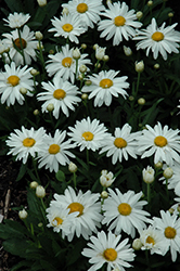Whoops-A-Daisy Shasta Daisy (Leucanthemum x superbum 'Whoops-A-Daisy') at Make It Green Garden Centre