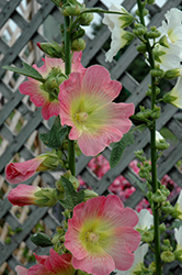 Las Vegas Hollyhock (Alcea 'Las Vegas') at Lurvey Garden Center