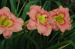 Elegant Candy Daylily (Hemerocallis 'Elegant Candy') at Make It Green Garden Centre