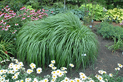 Red Head Fountain Grass (Pennisetum alopecuroides 'Red Head') at Make It Green Garden Centre