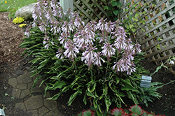 Praying Hands Hosta (Hosta 'Praying Hands') at Make It Green Garden Centre