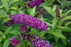 Monarch Crown Jewels Butterfly Bush (Buddleia 'Crown Jewels') at Lurvey Garden Center