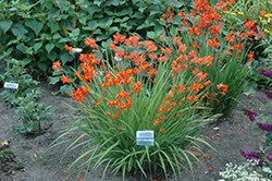 Prince Of Orange Crocosmia (Crocosmia 'Prince Of Orange') at Make It Green Garden Centre