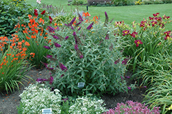 Monarch Dark Dynasty Butterfly Bush (Buddleia 'Dark Dynasty') at Lurvey Garden Center