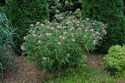 Cinderella Milkweed (Asclepias incarnata 'Cinderella') at Lurvey Garden Center