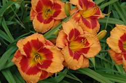 Bold Tiger Daylily (Hemerocallis 'Bold Tiger') at Make It Green Garden Centre