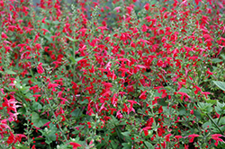 Summer Jewel Red Sage (Salvia 'Summer Jewel Red') at Make It Green Garden Centre