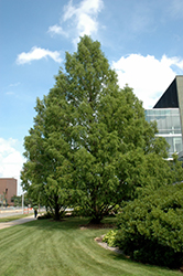 Dawn Redwood (Metasequoia glyptostroboides) at Lurvey Garden Center