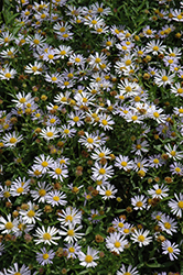 Blue Star Japanese Aster (Kalimeris incisa 'Blue Star') at Make It Green Garden Centre