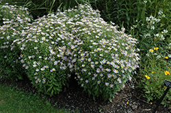 Blue Star Japanese Aster (Kalimeris incisa 'Blue Star') at Make It Green Garden Centre