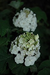 Jetstream Hydrangea (Hydrangea quercifolia 'PIIHQ-I') at Make It Green Garden Centre