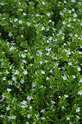 White False Heather (Cuphea hyssopifolia 'Alba') at Make It Green Garden Centre