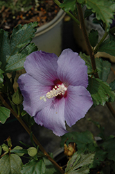 Azurri Blue Satin Rose of Sharon (Hibiscus syriacus 'DVPazurri') at Make It Green Garden Centre