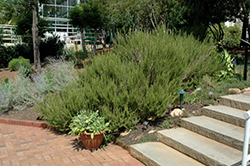 Rosemary (Rosmarinus officinalis) at Make It Green Garden Centre