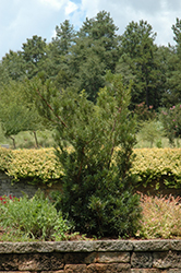 Shrubby Podocarpus (Podocarpus macrophyllus 'Maki') at Make It Green Garden Centre