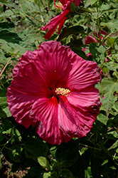 Jazzberry Jam Hibiscus (Hibiscus 'Jazzberry Jam') at Make It Green Garden Centre