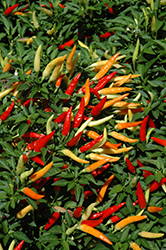 Basket Of Fire Ornamental Pepper (Capsicum annuum 'Basket Of Fire') at Make It Green Garden Centre