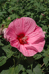 Plum Crazy Hibiscus (Hibiscus 'Plum Crazy') at Lurvey Garden Center