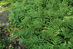 Sensitive Fern (Onoclea sensibilis) at Make It Green Garden Centre