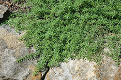 Purple Winter Savory (Satureja montana var. illyrica) at Make It Green Garden Centre