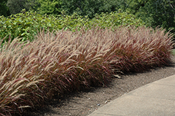 Purple Fountain Grass (Pennisetum setaceum 'Rubrum') at Make It Green Garden Centre