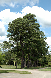 Austrian Pine (Pinus nigra) at Make It Green Garden Centre