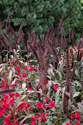 Purple Baron Millet (Pennisetum 'Purple Baron') at Make It Green Garden Centre