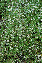 Breathless White Euphorbia (Euphorbia 'Balbrewite') at Make It Green Garden Centre