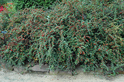 Cranberry Cotoneaster (Cotoneaster apiculatus) at Lurvey Garden Center