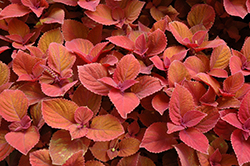 Campfire Coleus (Solenostemon scutellarioides 'Campfire') at Make It Green Garden Centre