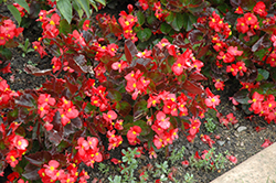 BabyWing Red Begonia (Begonia 'BabyWing Red') at Make It Green Garden Centre