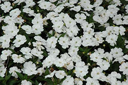 SunPatiens Compact White Impatiens (Impatiens 'SakimP027') at Make It Green Garden Centre