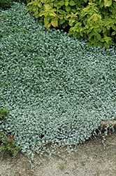 Silver Falls Dichondra (Dichondra argentea 'Silver Falls') at Make It Green Garden Centre