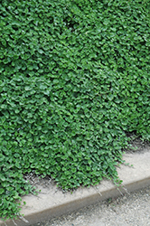 Emerald Falls Dichondra (Dichondra argentea 'Emerald Falls') at Make It Green Garden Centre